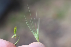 Hordeum murinum murinum