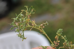 Lepidium coronopus