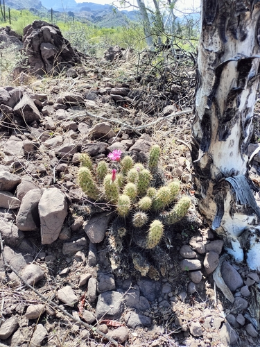 Echinocereus brandegeei