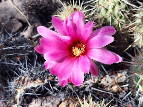 Echinocereus brandegeei