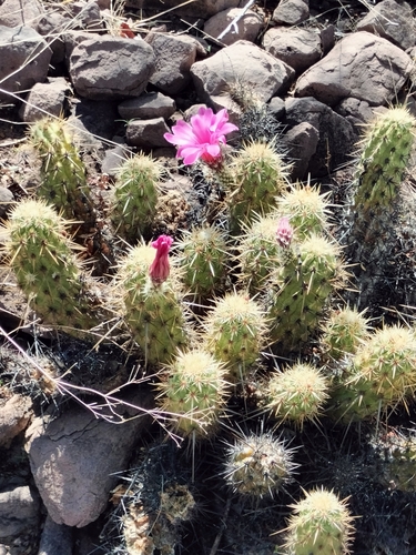 Echinocereus brandegeei