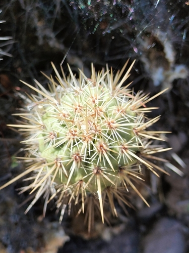 Echinocereus brandegeei