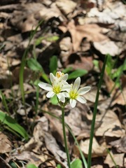 Nothoscordum bivalve image