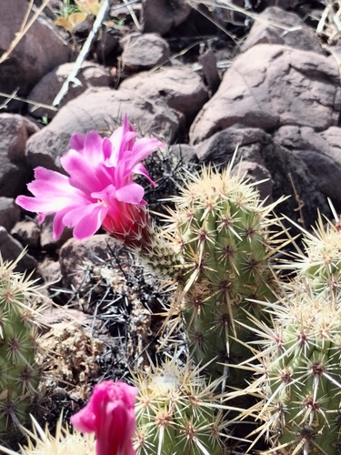 Echinocereus brandegeei