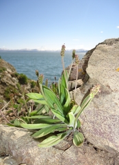 Plantago camtschatica