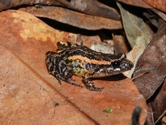Marbled Tropical Bullfrog photo 3