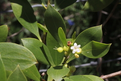Myoporum boninense