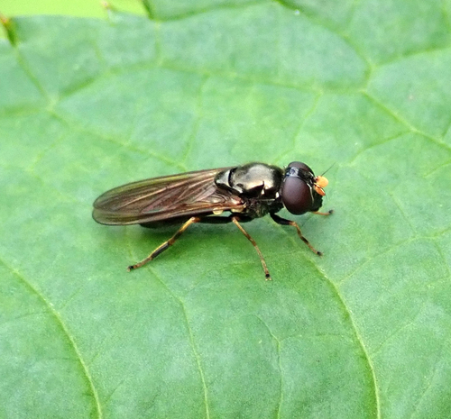 Parsley Blacklet, photo 2 of 10