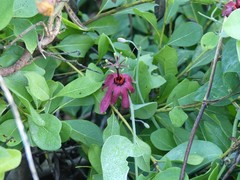Passiflora cupraea