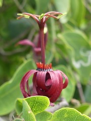 Passiflora cupraea