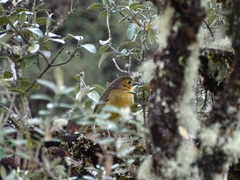 Grallaria quitensis