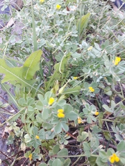 Lotus peregrinus