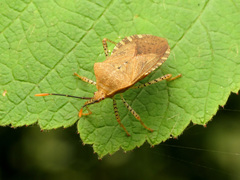 Anasa repetita
