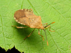 Anasa repetita