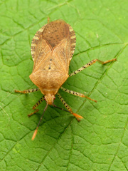 Anasa repetita