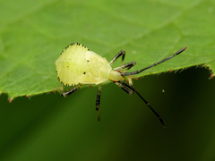 Anasa repetita