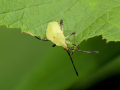 Anasa repetita