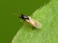 Euplectrus