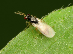 Euplectrus