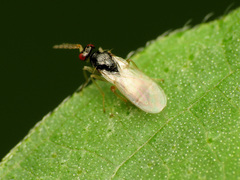 Euplectrus