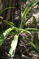 Crinum pedunculatum