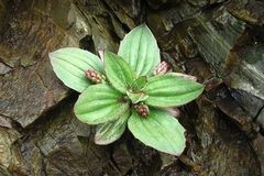 Plantago camtschatica