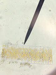 Fragilaria