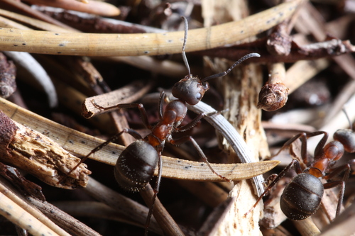Formica helveticaFormica helvetica