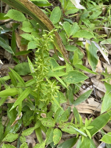 Aleutian bog orchid (Platanthera tipuloides)