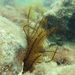Orange Feather Star - Photo (c) Wayne Martin, some rights reserved (CC BY-NC), uploaded by Wayne Martin