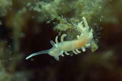 Phyllodesmium