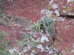 Astrophytum ornatum