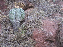 Astrophytum ornatum