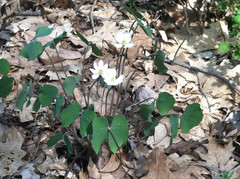 Jeffersonia diphylla
