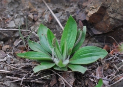Plantago camtschatica