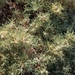 Astragalus brachycalyx - Photo (c) Иван,  זכויות יוצרים חלקיות (CC BY-NC), הועלה על ידי Иван