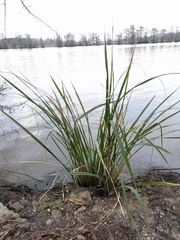 Zizaniopsis miliacea