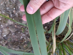 Zizaniopsis miliacea