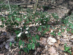 Jeffersonia diphylla