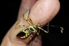 Zelus armillatus