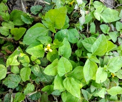 Calyptocarpus vialis