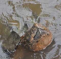 Macrochelys temminckii
