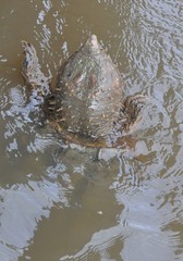 Macrochelys temminckii