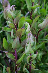 Aphanisma blitoides