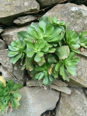 Aeonium glutinosum