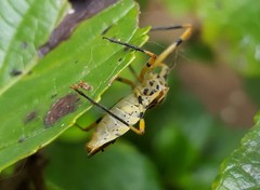 Zelus armillatus