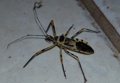Zelus armillatus