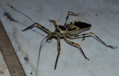 Zelus armillatus