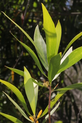 Persoonia lanceolata
