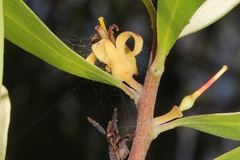 Persoonia lanceolata